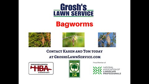 Bagworms Hagerstown Maryland Tree Shrub Care Washington County Maryland