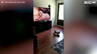 Chihuahua quer brincar com os cães da televisão