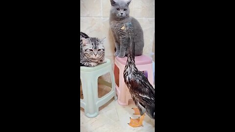 cat lover dog lover pet video, funny and entertainment video