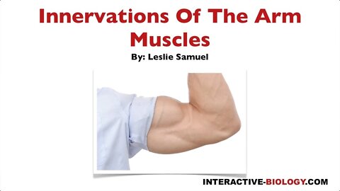 097 Innervations Of The Arm Muscles