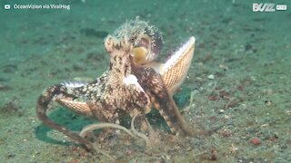 Clever octopus hides in shell