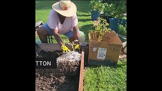 2nd #redgold #potato #harvest - Clip - #catshobbycorner