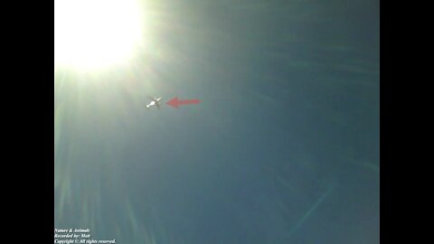 Plane caught on the camera together with the Sun, crossing the skies of beach! [Nature & Animals]