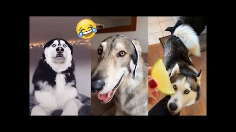 Pets funny video| cut pet's crazy video you must see video