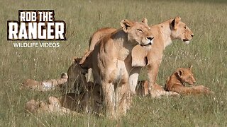 Lions In The Sun | Lalashe Maasai Mara Safari