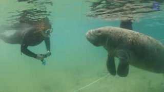 Unexpected friendships between scuba divers and sea animals