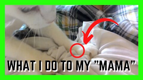 Adorable Cat Thinks That I Am Her Mother | Cute Cats