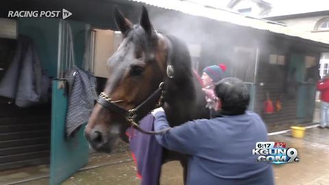 Rob Gronkowski buys part of namesake Kentucky Derby horse