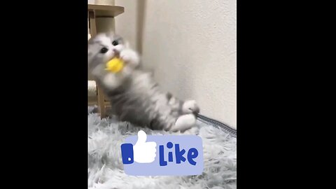 so_cute__kittens__funniest__🤣🤣