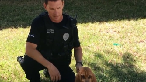 Meet Bandit, JPD's newest bloodhound named in Burt Reynold's honor