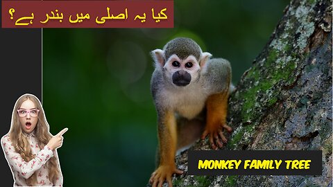 "Unbelievable Monkey Antics: You Won't Believe Your Eyes!""بندروں کی تعداد: کتنی قسمیں موجود ہیں؟"