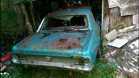 1967 Mustang dragged out of a collapsed chicken coop