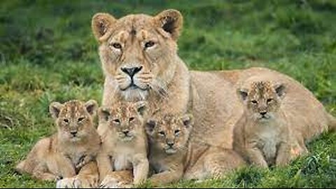 Cute baby lion playing with there brothers and sister