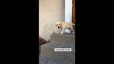 Dog makes a daring jump