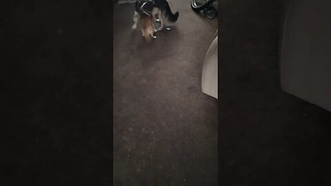 2 chihuahua have a play time
