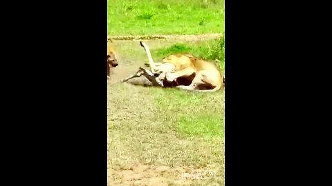 Lion and hyenas share meal😱#wildlifemagictv #wildlife #life #magic #nature #animals #animalsworld