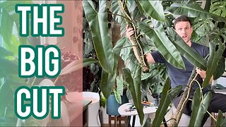 Chop & Extend - cutting my large Philodendron atabapoense in half