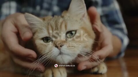 #friendly cat 🐱#copyrightfree music