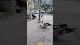chicken and duck eat together