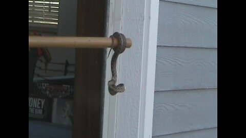 Golden Retriever Just Wants To Play With The Friendly Hissing Snake