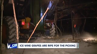 Why the ice wine harvest at Ferrante Winery got a late start this year