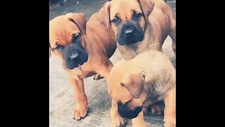 Cute Boerboel Puppies #shorts #doglover