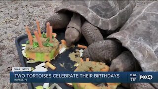 Naples Zoo celebrates tortoise birthday