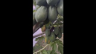 Papaya tree secret