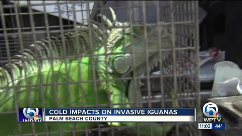 Will we see frozen iguanas during this cold snap?