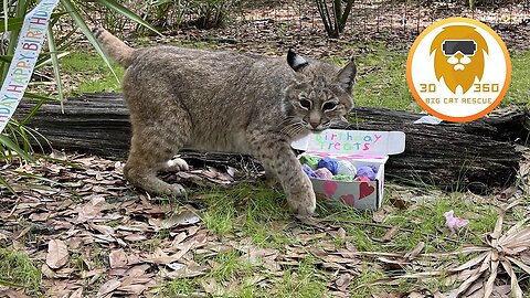 Birthday Bobcats box of treats! 3D 180VR