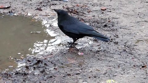 Crow dipping bread in a puddle and waiting to eat it