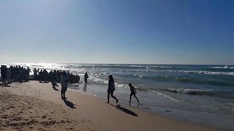 Sardine Run 2023 at the beach