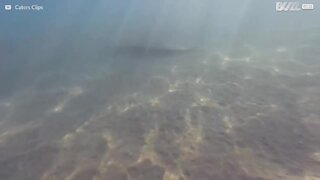 Una manta scompare sul fondo del mare