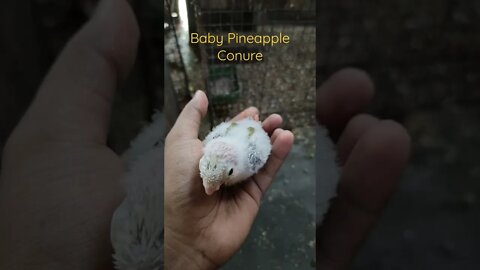 Pineapple Conure Baby | #shorts | Biki's Aviary | Pet's Day Out