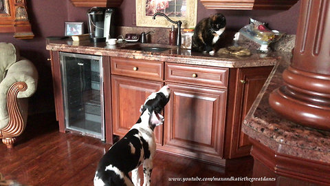 Barking Great Dane puppy pesters cats to play
