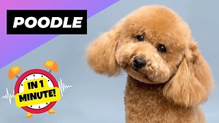 Poodle - In 1 Minute! 🐩 What Makes Poodles Ideal for Beginners? | 1 Minute Animals