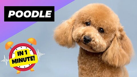 Poodle - In 1 Minute! 🐩 What Makes Poodles Ideal for Beginners? | 1 Minute Animals