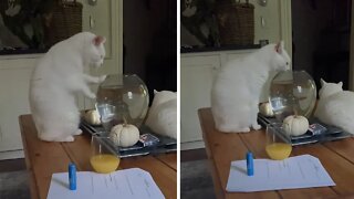 Cat Fascinated By Fish, Tries To Climb In Fish Bowl