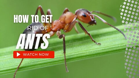 How to Get Rid of Ants | 3 Ways to Get Rid of Ants - Daily Needs Studio