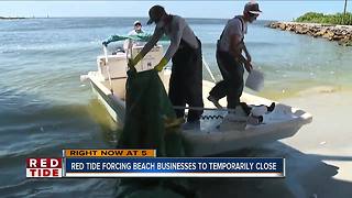 344,000 pounds of dead fish from Red Tide collected in Pinellas County