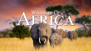 Wildlife Of Africa 12K - Beautiful Relaxation Film With Calming African Music