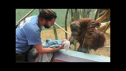 The Orangutan wanted to see the baby ❤️ Funniest Monkey Video