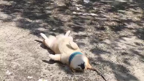 Tired Pupper Cuts His Morning Walk Short For A Power Nap