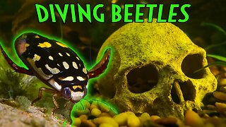 PREDATORY Aquatic Diving Beetle Care & Info