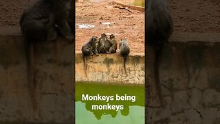 monkeys cleaning #shorts #short #monkey #travel #beautiful #wildlife #cute #omg #traveling #epic