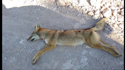 coyote hunt- Colorado river