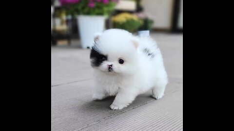Very cute puppy | small puppy walking on street