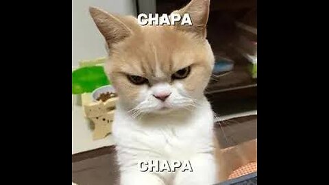 The Famous CHIPI CHIPI CHAPA CHAPA song mix clips sing along ( cute puppy videos)