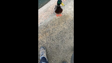 Who needs a dog when there’s mallards