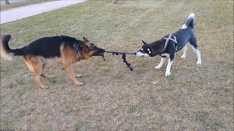 Tug-of-war battle of wits: Alaskan Malamute vs. German Shepherd